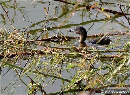 Grèbe à bec bigarré, Podilymbus podiceps