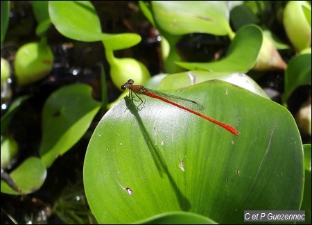 Libellule,Telebasis corallina