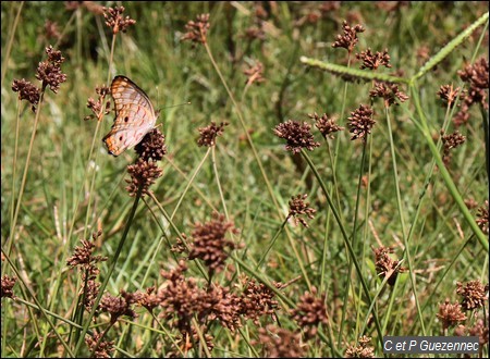 Nymphale cendrée, Anartia jatrophae intermedia