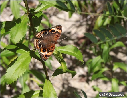 Mangrove Junonia genoveva