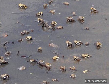 Crabes sémafot ou crabes violoniste, Uca rapax