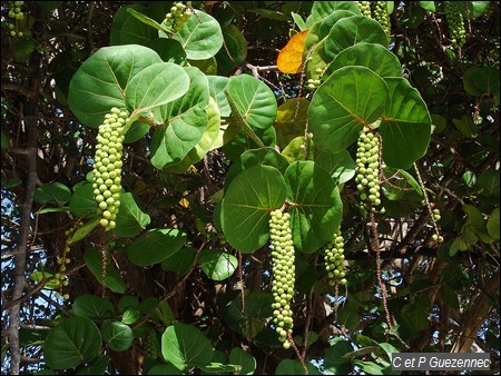 Grappes de Raisiniers bord de mer, Coccoloba uvifera