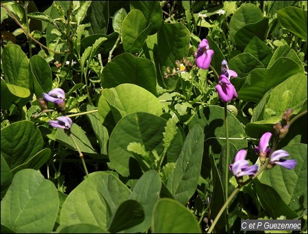 Pois bord de mer, Canavalia rosea