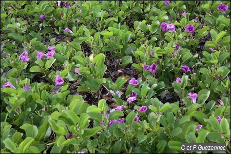 Patate bord de mer, Pomoea pes-capreae