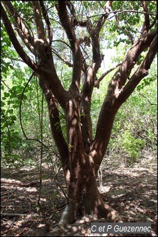 Gommier Rouge, Bursera simaruba