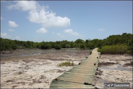 Mangrove et platelage