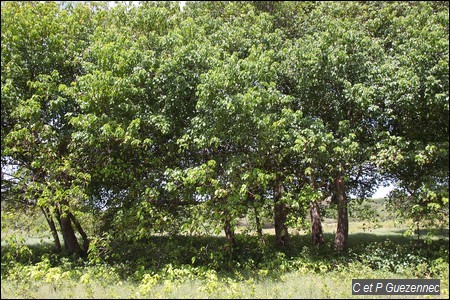 Bosquet de Mancenilliers, Hippomane maninella