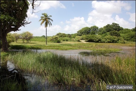 Mare Congo