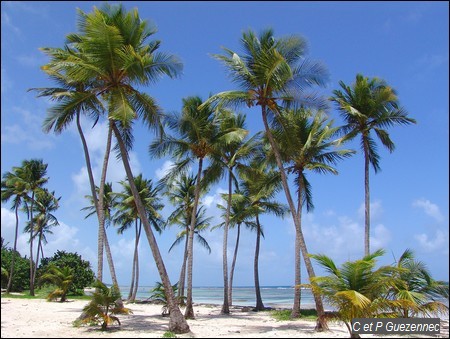 Cocotiers sur la plage de Bois Jolan