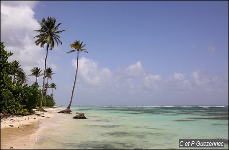 Sable blanc et cocotiers