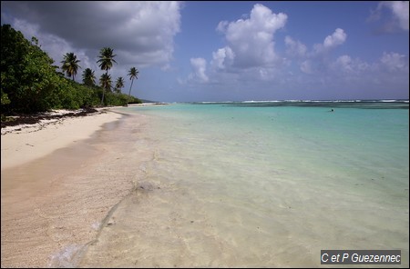 Le lagon de Bois Jolan, cocotiers, sable blanc, eaux turquoises