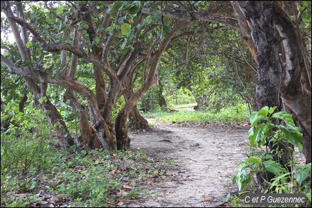 Raisiniers bord de mer, Coccoloba uvifera