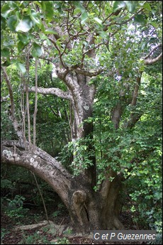 Mapou gris, Pisonia subcordata