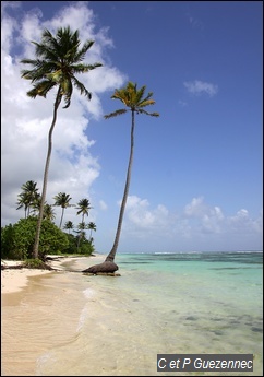 Plage de Bois Jolan à Sainte Anne