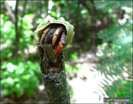 Coenobita clypeatus