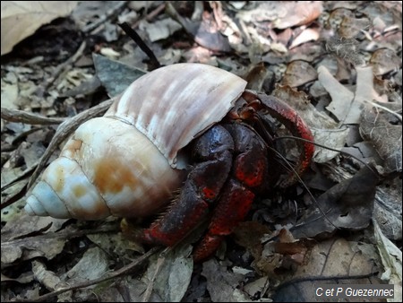 Coenobita clypeatus