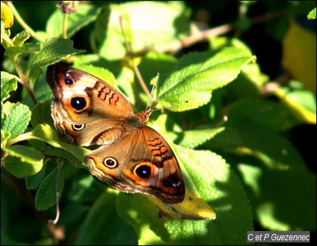  Junonia evarete zonalis