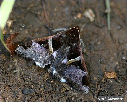 Melipotis_fasciolaris