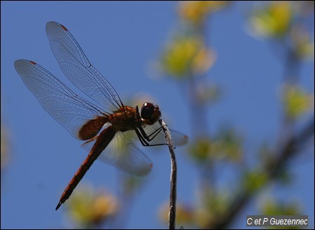 Tramea abdominalis