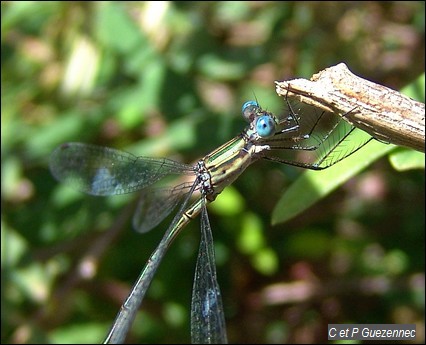 Lestes forficula