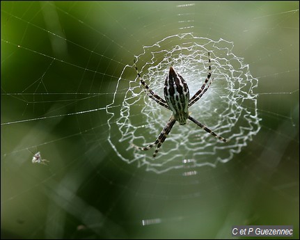  Argiope trifasciata