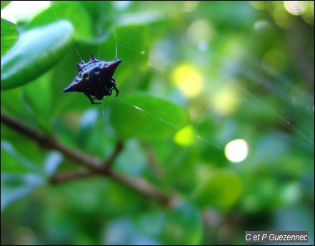 Gasteracantha cancriformis