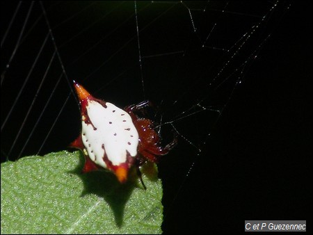 Gasteracantha cancriformis