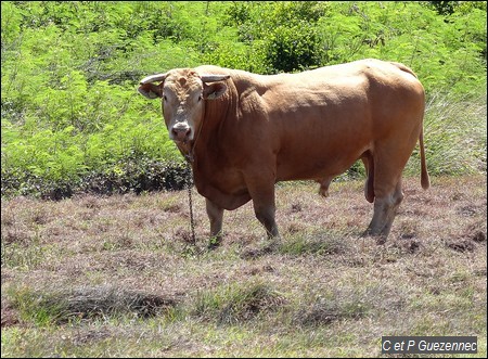 Boeuf