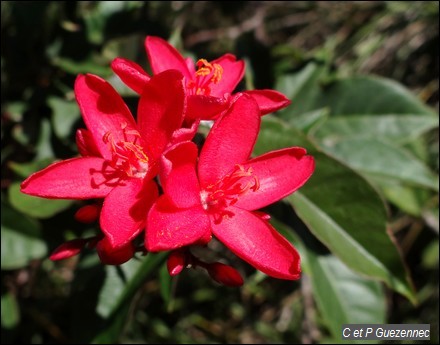 Jatropha integerrima