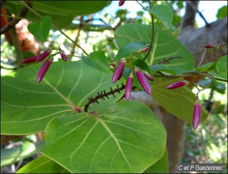 Jacquemontia solanifolia