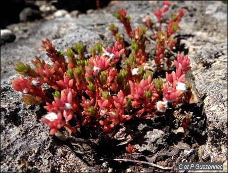 Portulaca halimoides