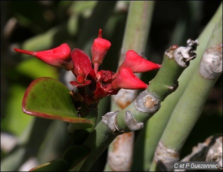 Pedilanthus tithymaloides