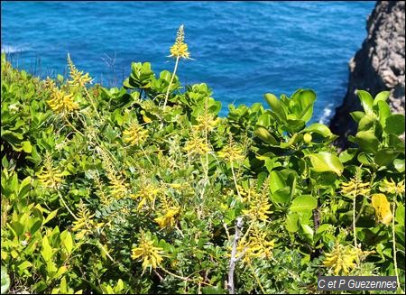  Haricot bâtard, Sophora tomentosa