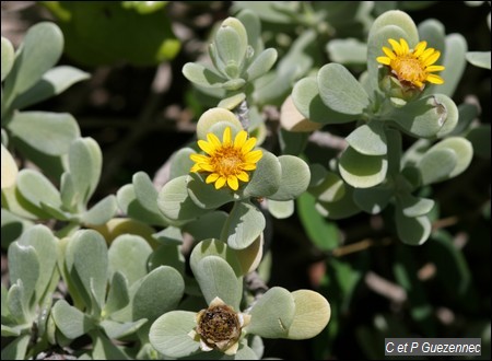 Borrichia arborescens