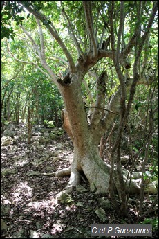 Pisonia subcordata