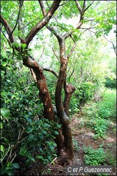 Bursera simaruba