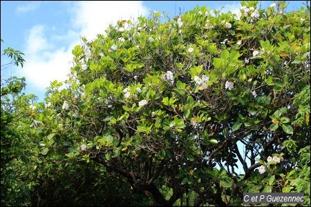 Tabebuia heterophylla