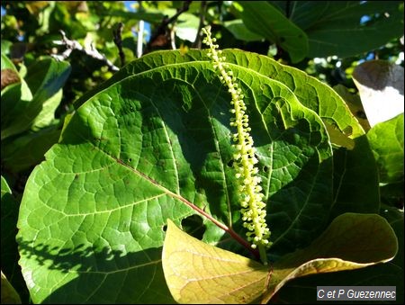 Coccoloba pubescens