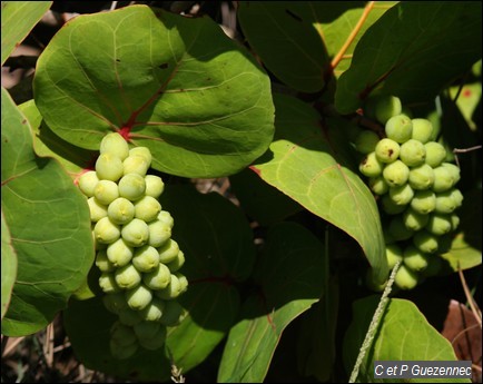 Coccoloba uvifera