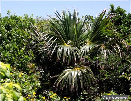 Coccothrinax barbadensis