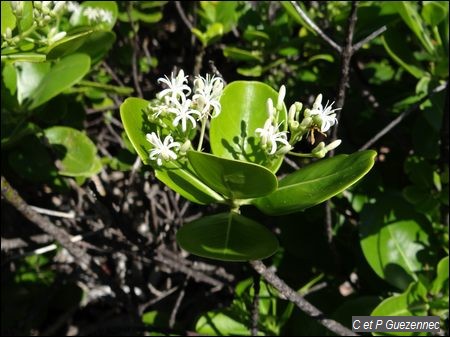 Erithalis odorifera