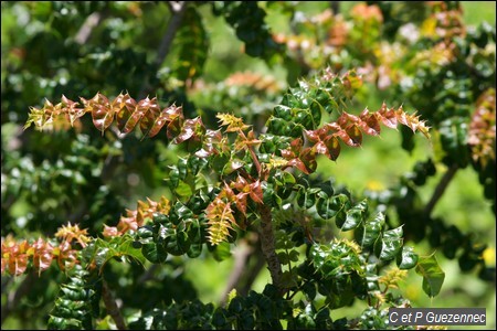 Comocladia dodonaea