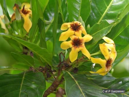 Fleurs de génipa