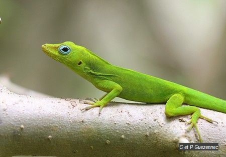 Anolis marmorantus speciosus