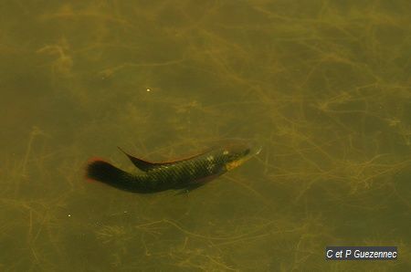 un poisson dans la mare