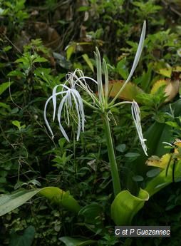 Lis blanc (Hymenocallis caribaea)