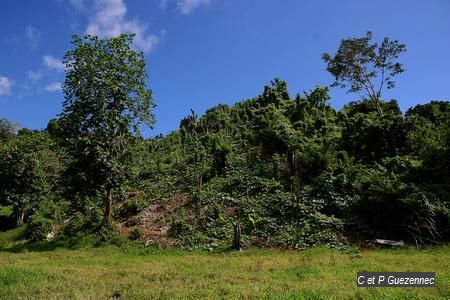 jardin créole sur la pente du morne