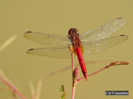 Brachymesia furcata