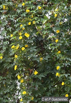 Rose-Bois, Merremia tuberosa