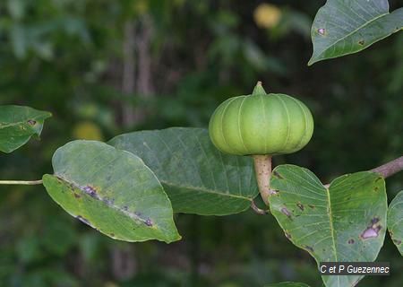 Fruit du sablier